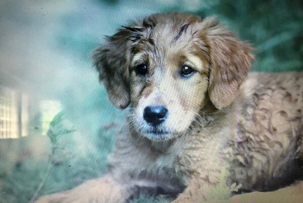 Gary Martin submitted this photo of his puppy Maggie that was taken after she swam in the Chattahoochee River.