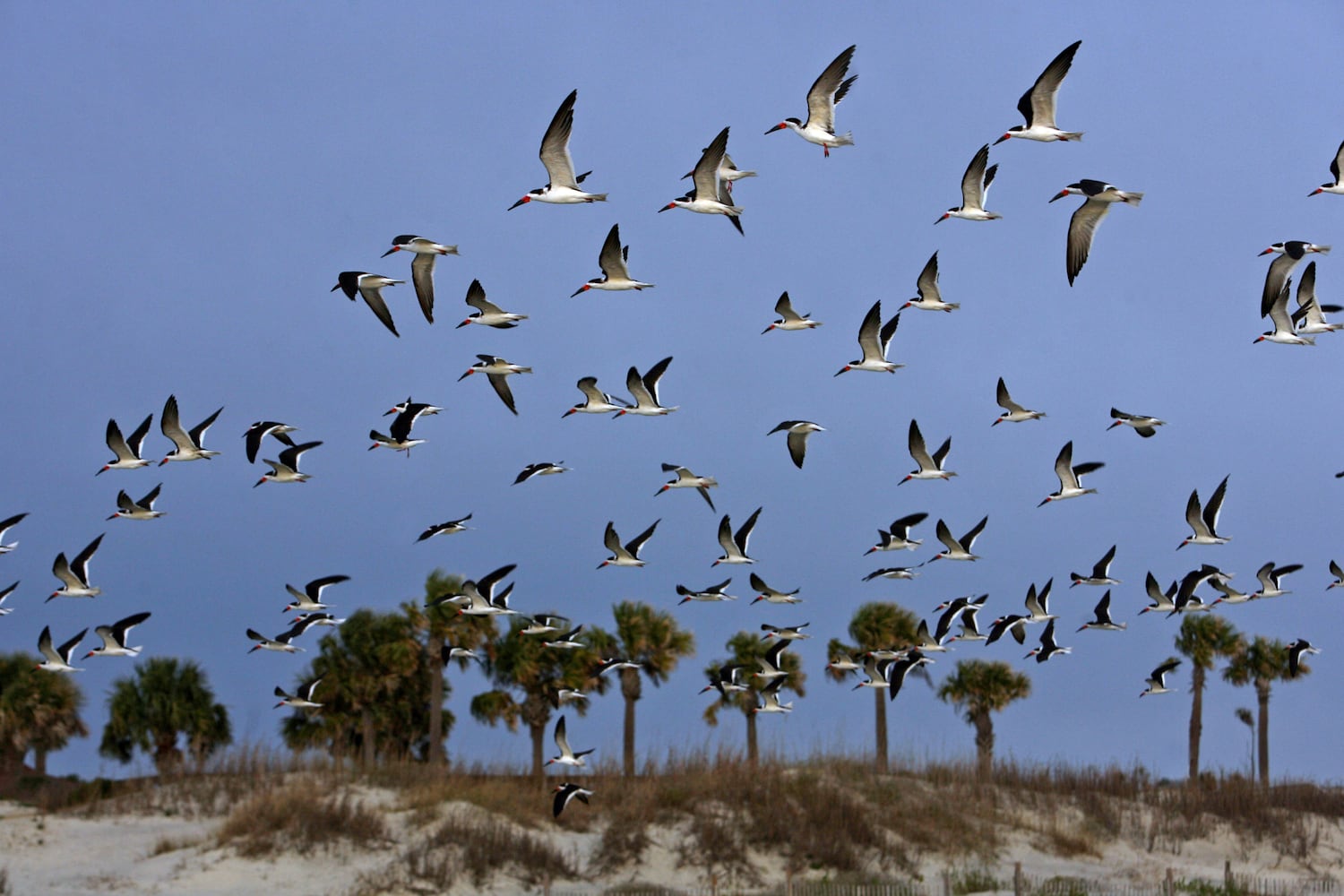 Coastal birds of Georgia