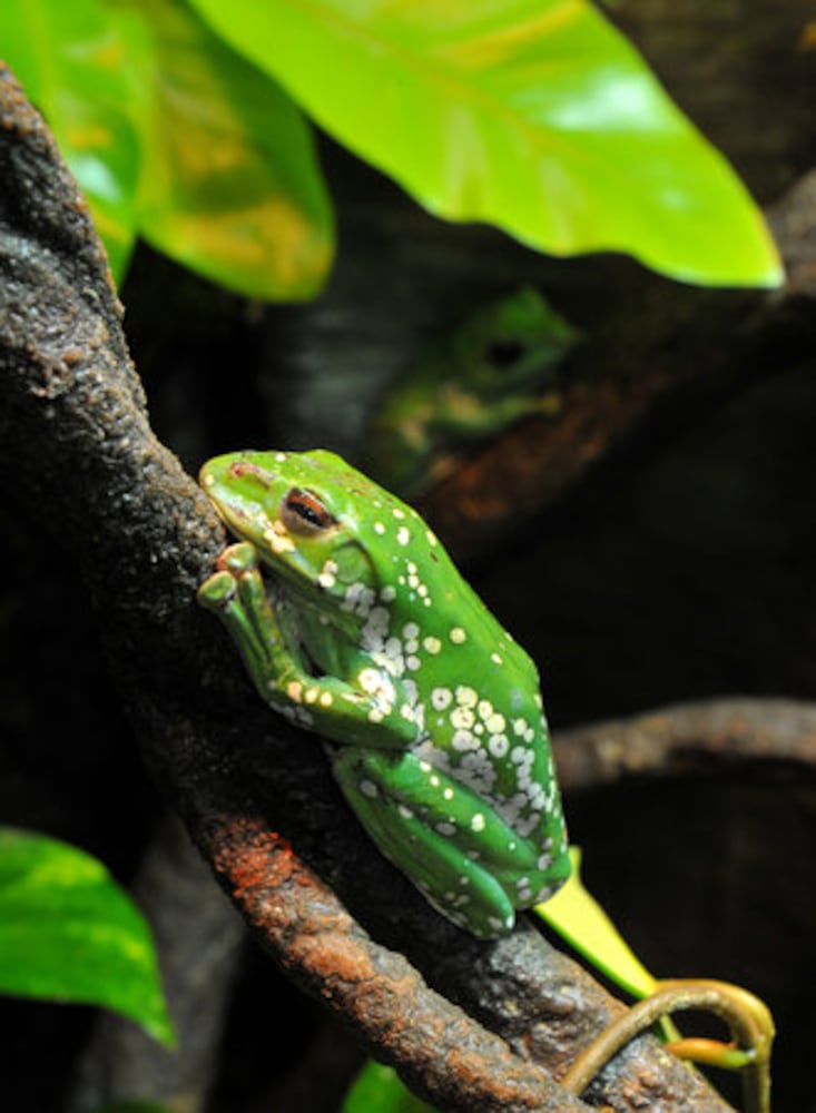 Frogs- A Chorus of Colors opens at the Georgia Aquarium