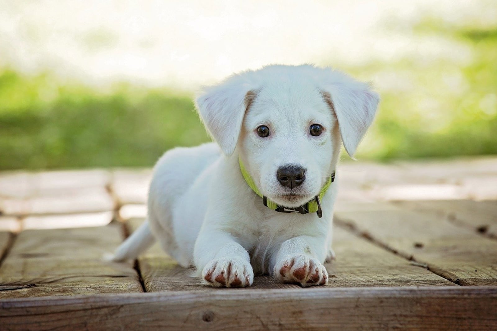 Bring your pooch to Bark in the Park in Powder Springs Saturday.