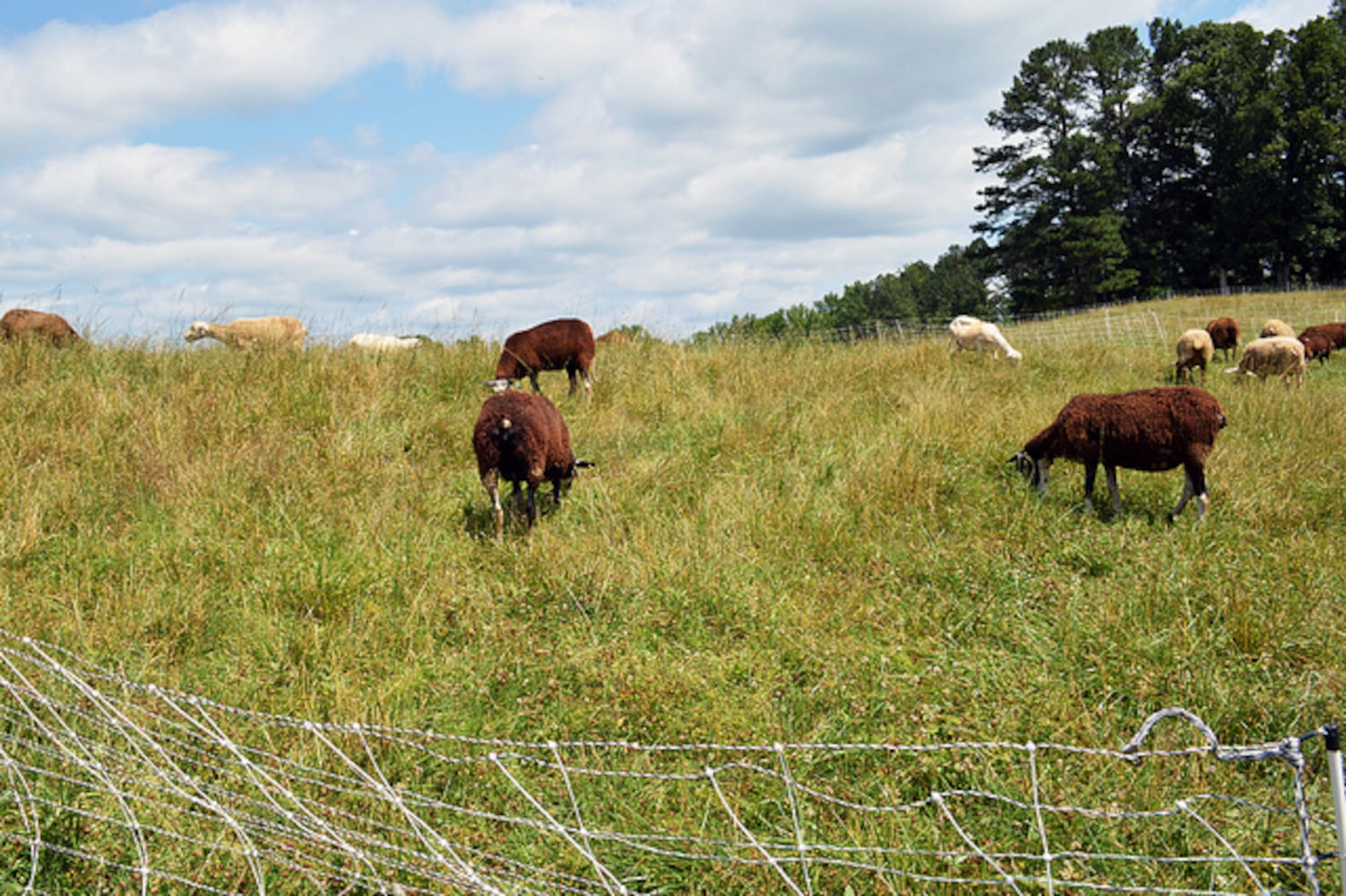 Taking a tour of Many Fold Farm