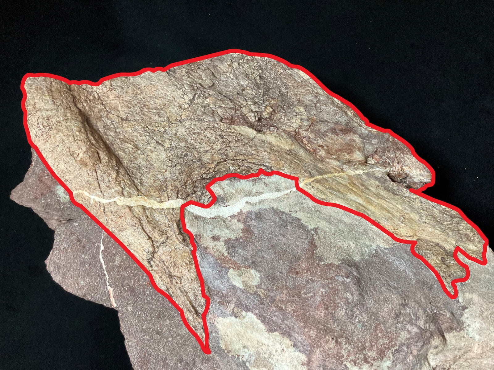 This undated handout photo shows the dinosaur bone fossils discovered at Port Island, with the fossil specimen outlined in red. (Hong Kong's Antiquities and Monuments Office)