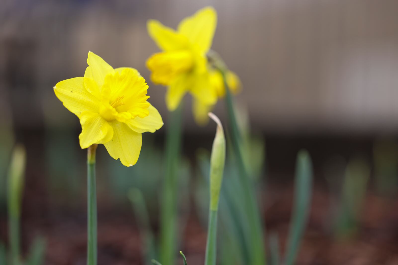 Daffodils are shown in bloom in the garden in front of Pope High School. Students planted 250 of the flowers to represent children who died during the Holocaust.(Jason Getz / Jason.Getz@ajc.com)
