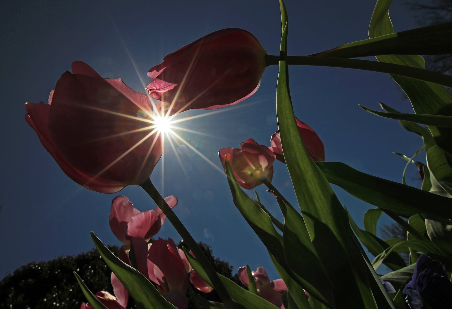 Atlanta Blooms display