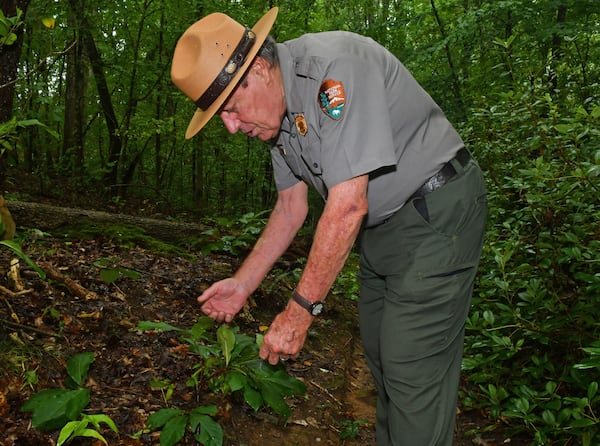 230829 Sandy Springs, Ga: Ranger Jerry Hightower finds a juvenile Paw Paw bush (a member of the custard apple family) near the Chattahoochee RiverÕs edge, the native plant can turn into a tree with fruit in the right circumstances and has been discovered to have medicinal qualities beneficial in chemotherapy treatments. Photo for Aging in Atlanta, Community Profile on Ranger Jerry Hightower, Environmental Education Coordinator for the National Park Service, Chattahoochee River National Recreation Area. Photo taken August 29, 2023 at the Island Ford Unit of the Chattahoochee River National Forest Area in Sandy Springs. (CHRIS HUNT FOR THE ATLANTA JOURNAL-CONSTITUTION)