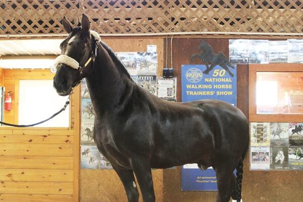 Iron Door is a world champion Tennessee Walking Horse trained at Price Stables in Fairmount. (Photo Courtesy of Cat Webb)