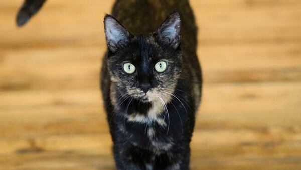 This Oct. 5, 2017 photo shows Shelley, an adopted cat, at its new home in Philadelphia. A study released on April 4, 2019, suggests house cats respond to the sound of their own names.