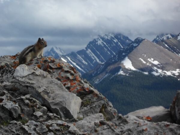 Danny Bowman took this photo of Banff National Park in late June 2013. "I thought this little guy had a great view!" he wrote.