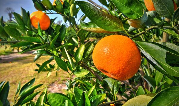 Georgia now leads the nation in satsuma production. Chris Hunt for The Atlanta Journal-Constitution 