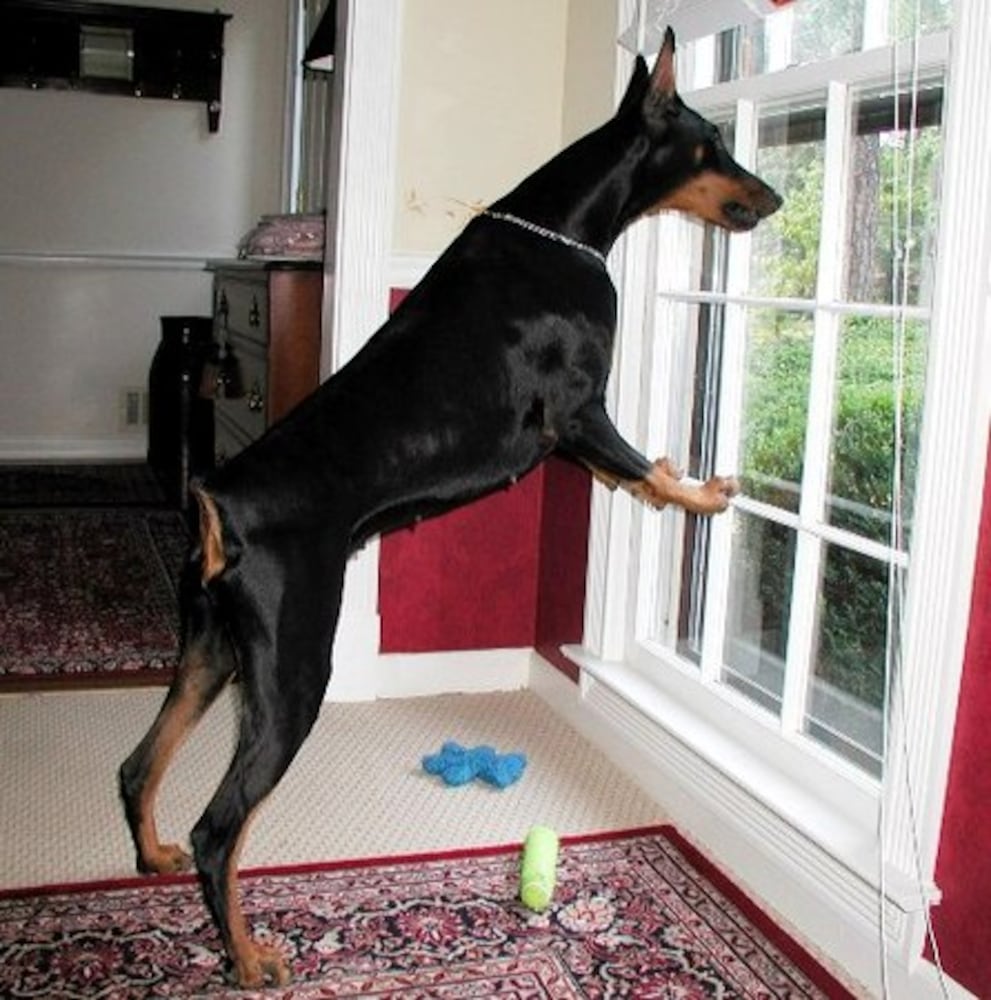 Atlanta's Top Dogs: 9. Dobermans