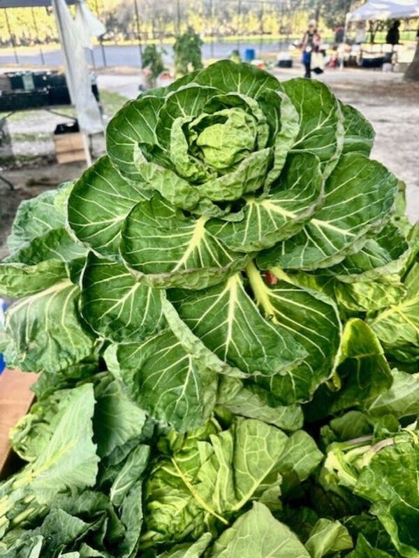 A stunning head of collard greens