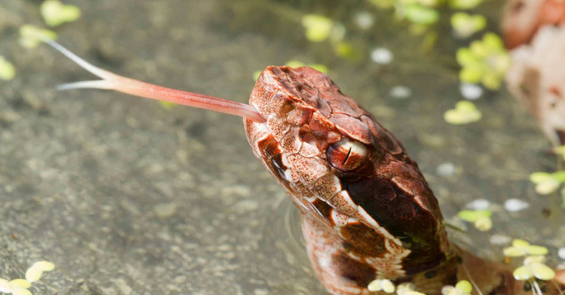 Water Moccasins (Cottonmouths)