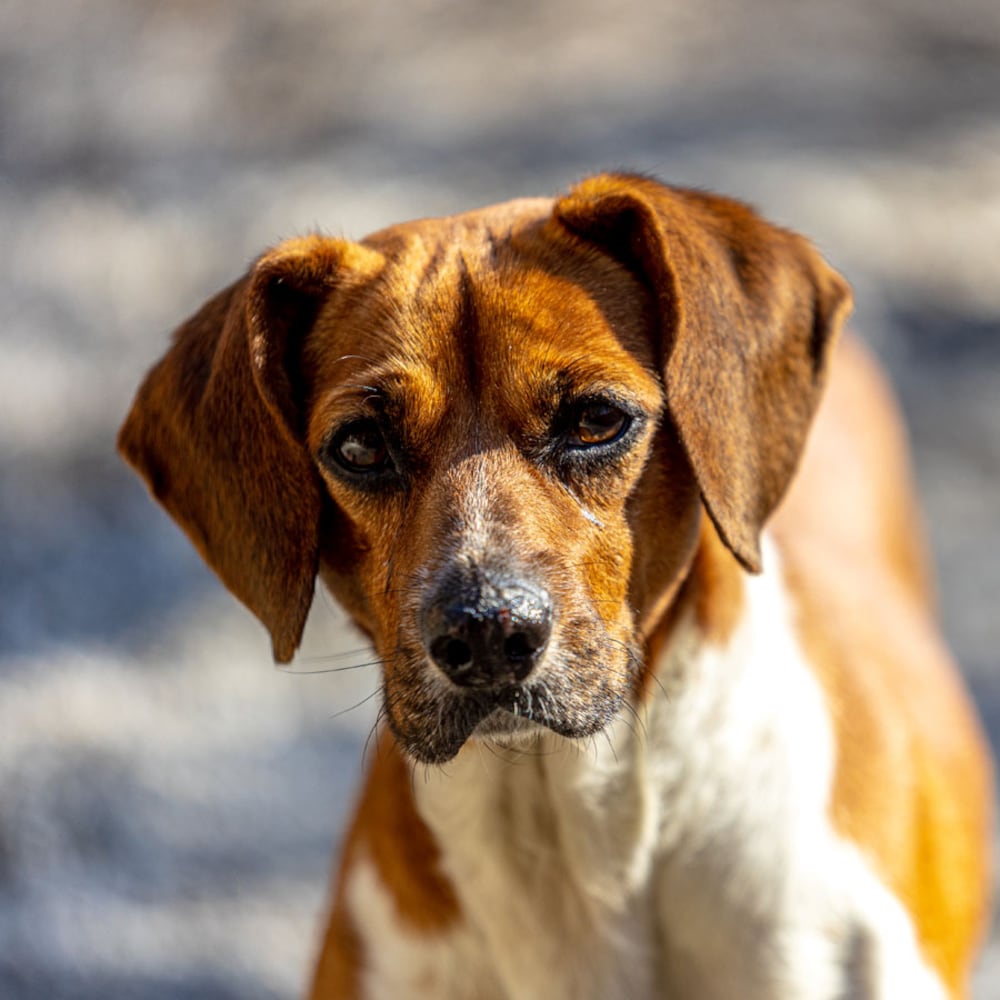 Photos: Adoptable Friends from PAWS Atlanta