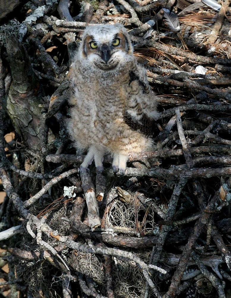 Coastal birds of Georgia