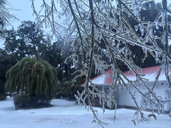 Wednesday's rare winter storm toppled trees and led to widespread power outages across the port city of Brunswick.