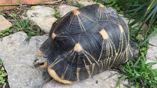 Police say a man allegedly stole a 14-year-old radiated tortoise (pictured) from Gladys Porter Zoo in Brownsville, Texas. The reptile has been retutned unharmed.