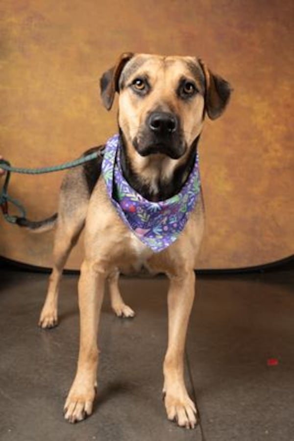 Pookies is on the at-risk list for Fulton County Animal shelter, meaning if he is not adopted by 8 p.m. on Monday Dec. 30, he will likely be euthanized.