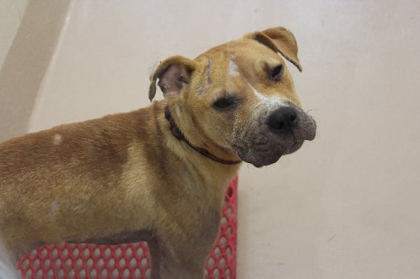 Photos courtesy Gwinnett County animal shelter.