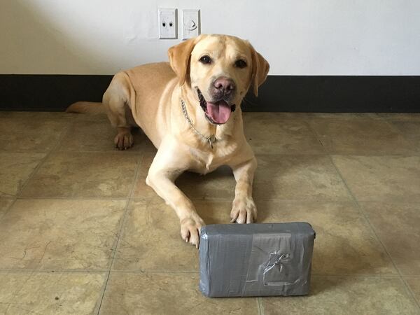 When heâs not working, Pacman enjoys an unusual toy: PVC pipe. âThat dog will do anything for a PVC pipe,â Lawson said. His handler sterilizes the plastic tubes to make them safe for Pacman. (Clayton County District Attorney's office)