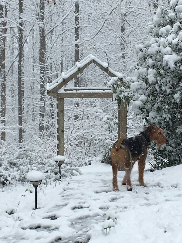 Lisa Rassel shared this photo of  Rolie, her Airedale Terrier in the snow.