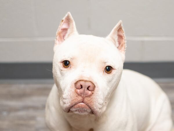 Campbell is this week's adoptable pet from the folks at Lifeline. He's at the Fulton County Animal Shelter.