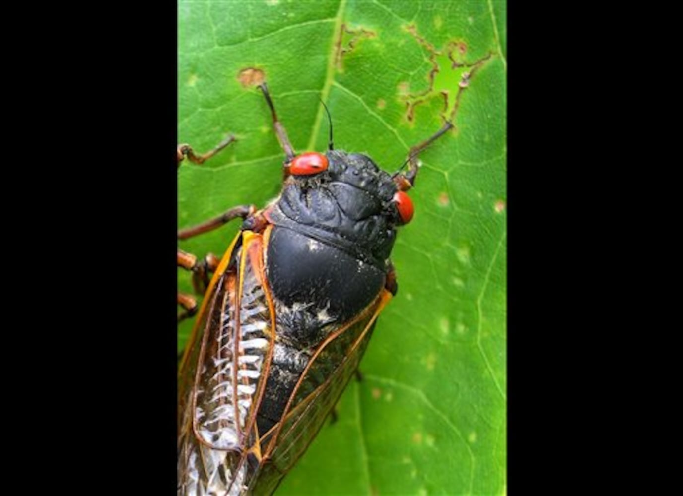 17-year cicadas