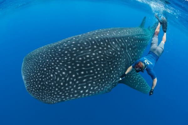 A Georgia Aquarium researcher dives alongside a whale shark encountered off St. Helena island in the South Atlantic Ocean in 2019.