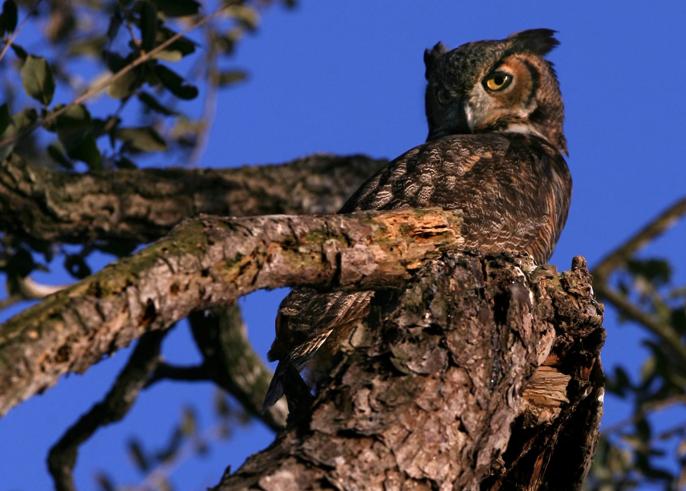 Coastal birds of Georgia