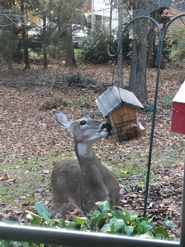 Nicole Smith of Lawrenceville submitted this photo of her "uninvited dinner guest, outside the kitchen window."