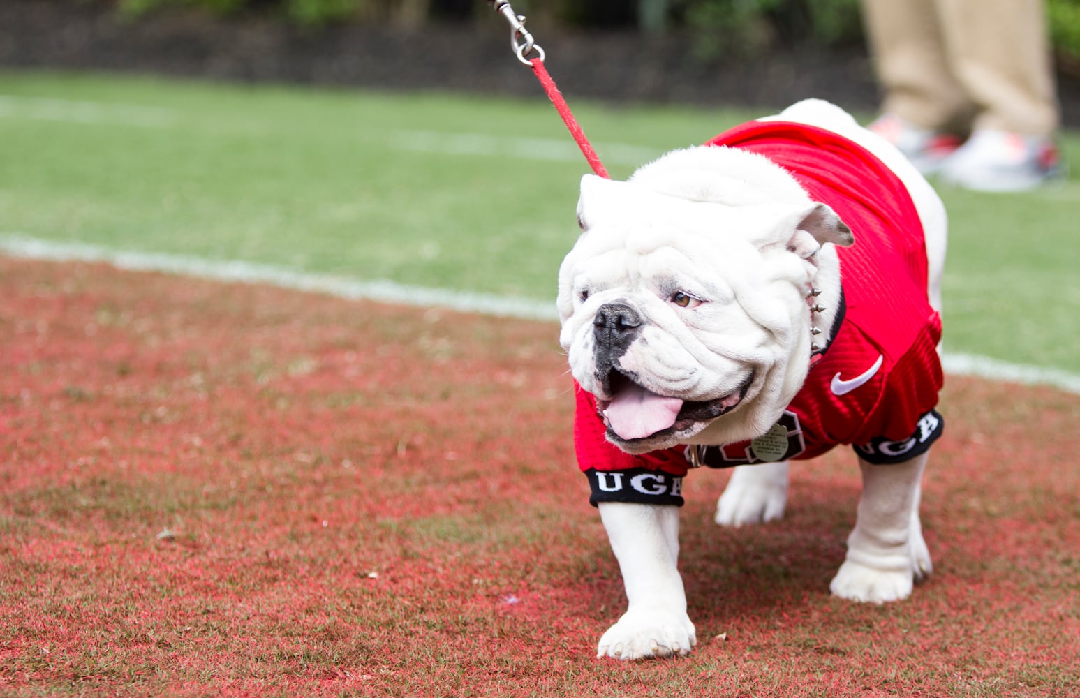 Photos: Georgia G-Day festivities in Athens