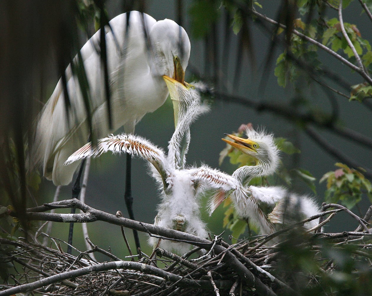 Coastal birds of Georgia