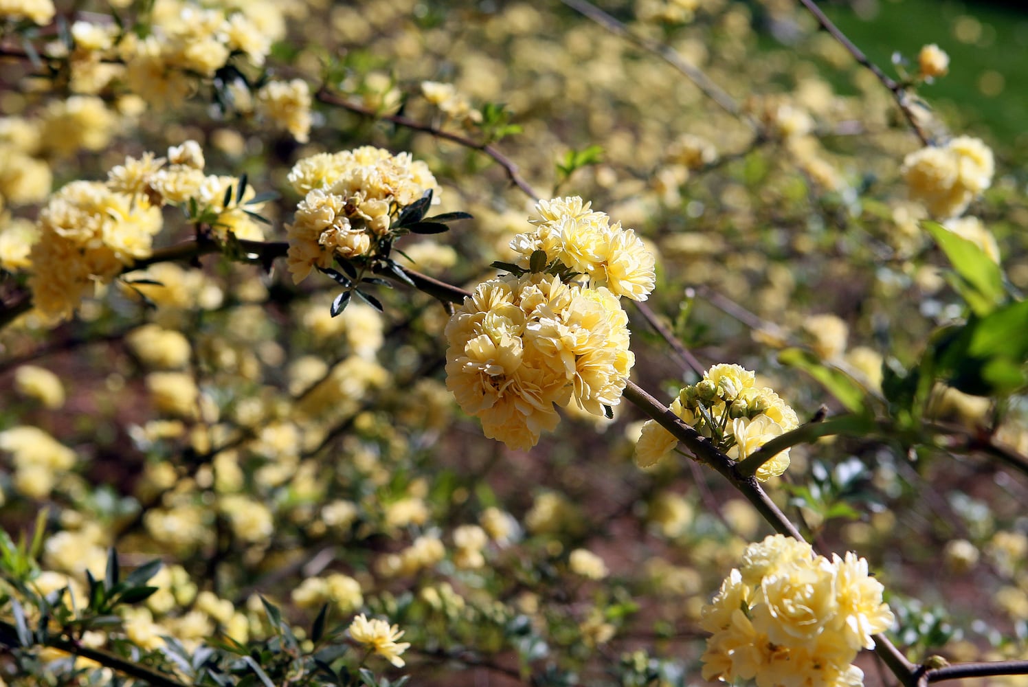 Augusta National Golf Club, which was originally built on the former 365-acre Fruitland Nurseries, is full of blooming flowers.