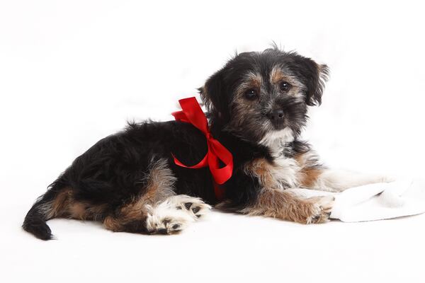 Picking out a dog is a major life decision, not one to be taken lightly. (Dreamstime)