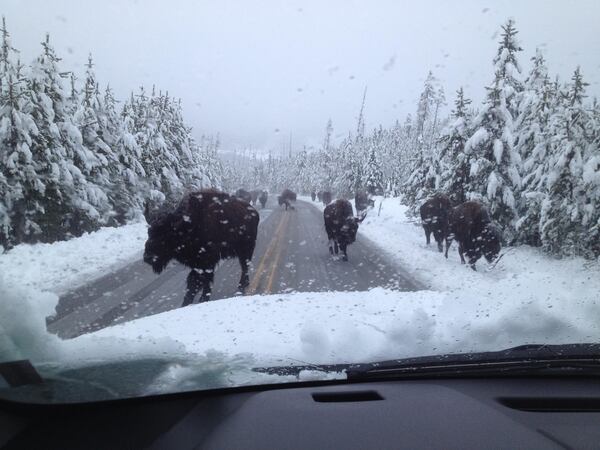 Jerry Osborne of Marietta shared this photo. "They seem to assume the right of way at Yellowstone.  I was told at the rental agency, this is the main reason to get car insurance," he wrote.