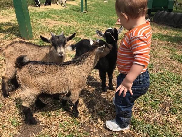 A young visitor plays with young goats at Hillcrest Orchards. 
(Courtesy of Hillcrest Orchards)