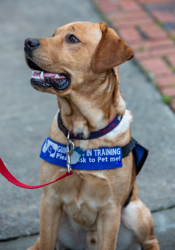 Margaret Kimbrough trains their puppy Chip who they are raising to be a service dog near her Atlanta home. PHIL SKINNER FOR THE ATLANTA JOURNAL-CONSTITUTION.