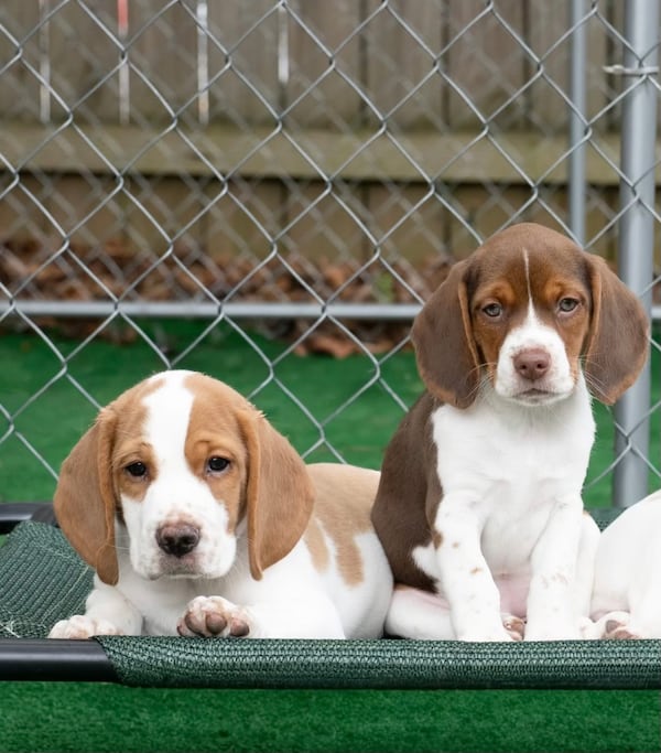 Siblings Huckleberry and Raspberry were picked to be part of the Puppy Bowl XXI on Animal Planet airing Feb. 9, 2025. (Courtesy)