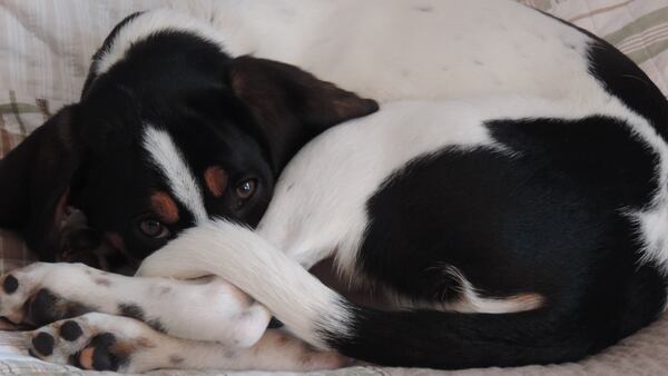 Sherlock Galloway, a hound mix, lives with longtime AJC columnist Jim Galloway in Cobb County. (Courtesy photo)