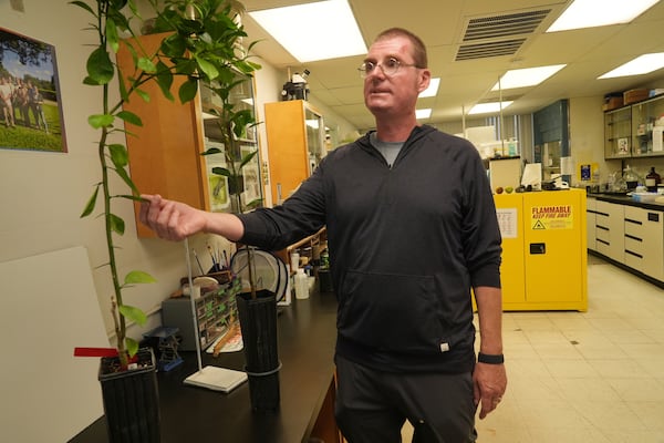 Dr. Lukasz Stelinski, an entomology professor at the University of Florida/ Institute of Food and Agricultural Sciences' Citrus Research and Education Center, shows a genetically modified orange tree, Wednesday, Feb. 19, 2025, in Lake Alfred, Fla. (AP Photo/Marta Lavandier)