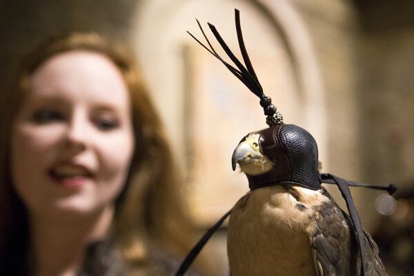 Sora, a three -year-old lanner falcon, is held by master falconer Lady Autumn, 26, at Medieval Times Dinner & Tournament at Sugarloaf Mills (Casey Sykes for The Atlanta Journal-Constitution)