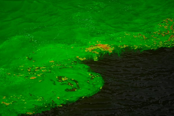 The Chicago River is dyed green as part of annual St. Patrick's Day festivities Saturday, March 15, 2025, in Chicago. (AP Photo/Erin Hooley)