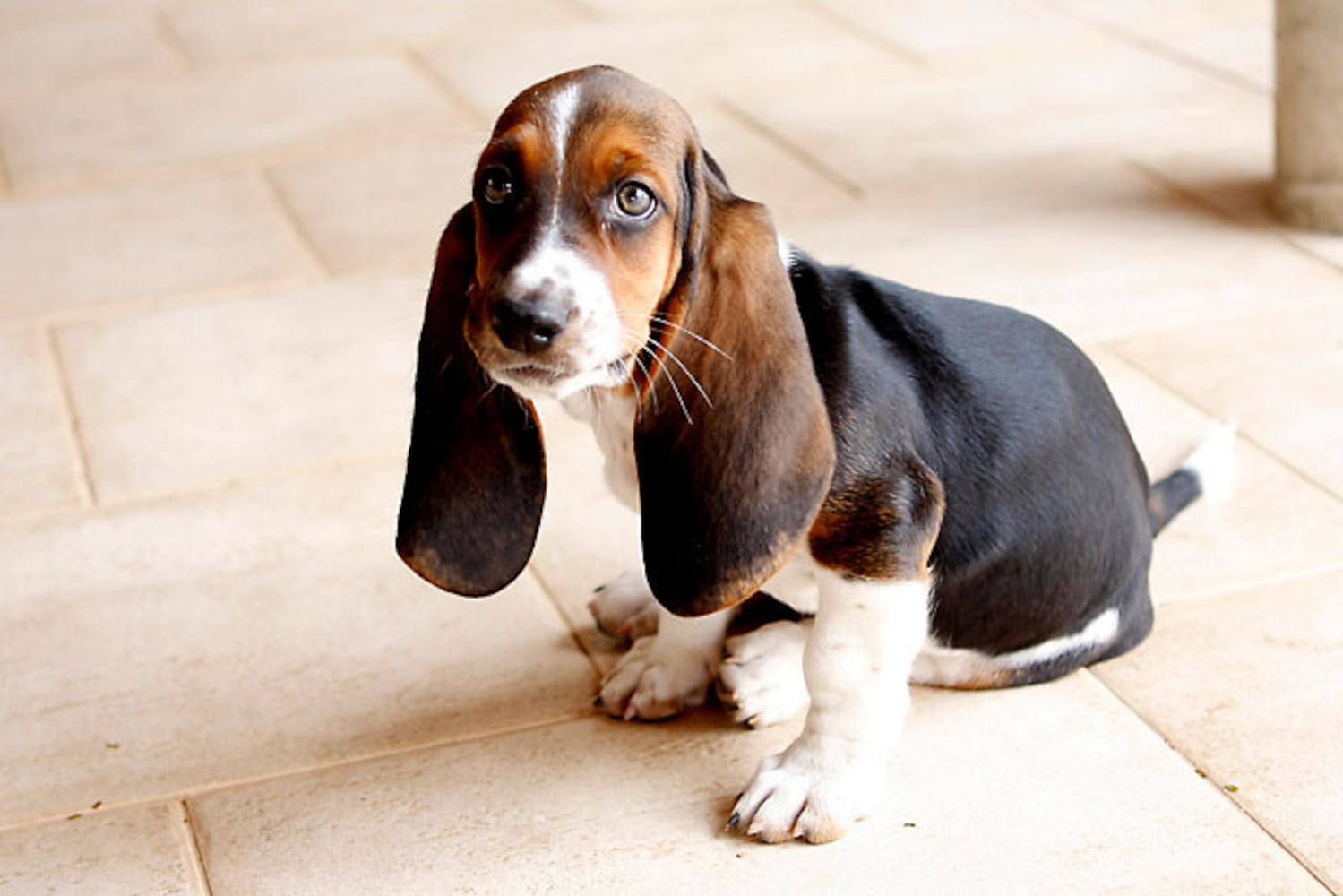 17 least-intelligent dog breeds