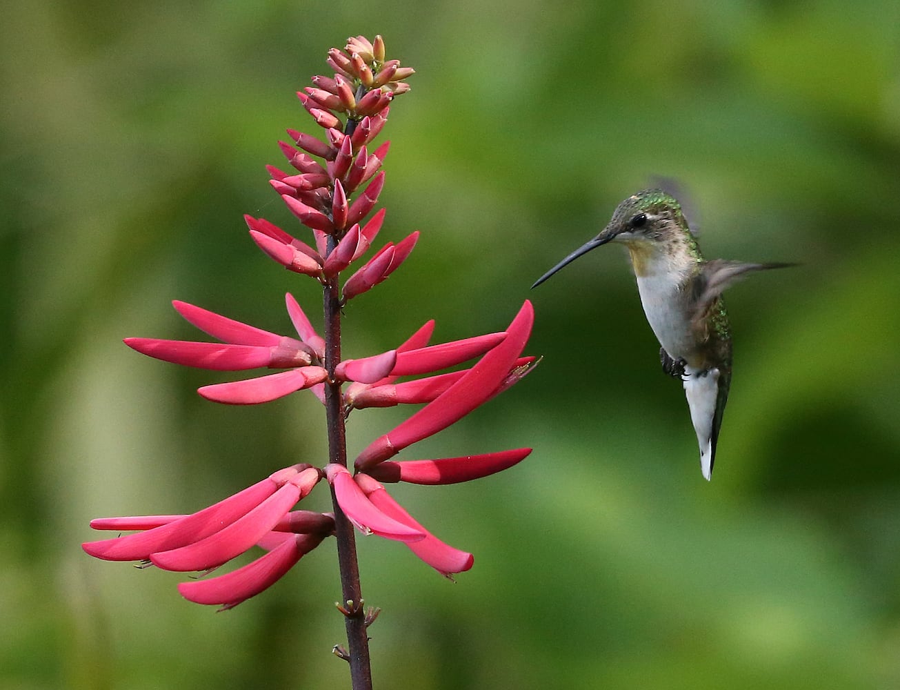 Coastal birds of Georgia