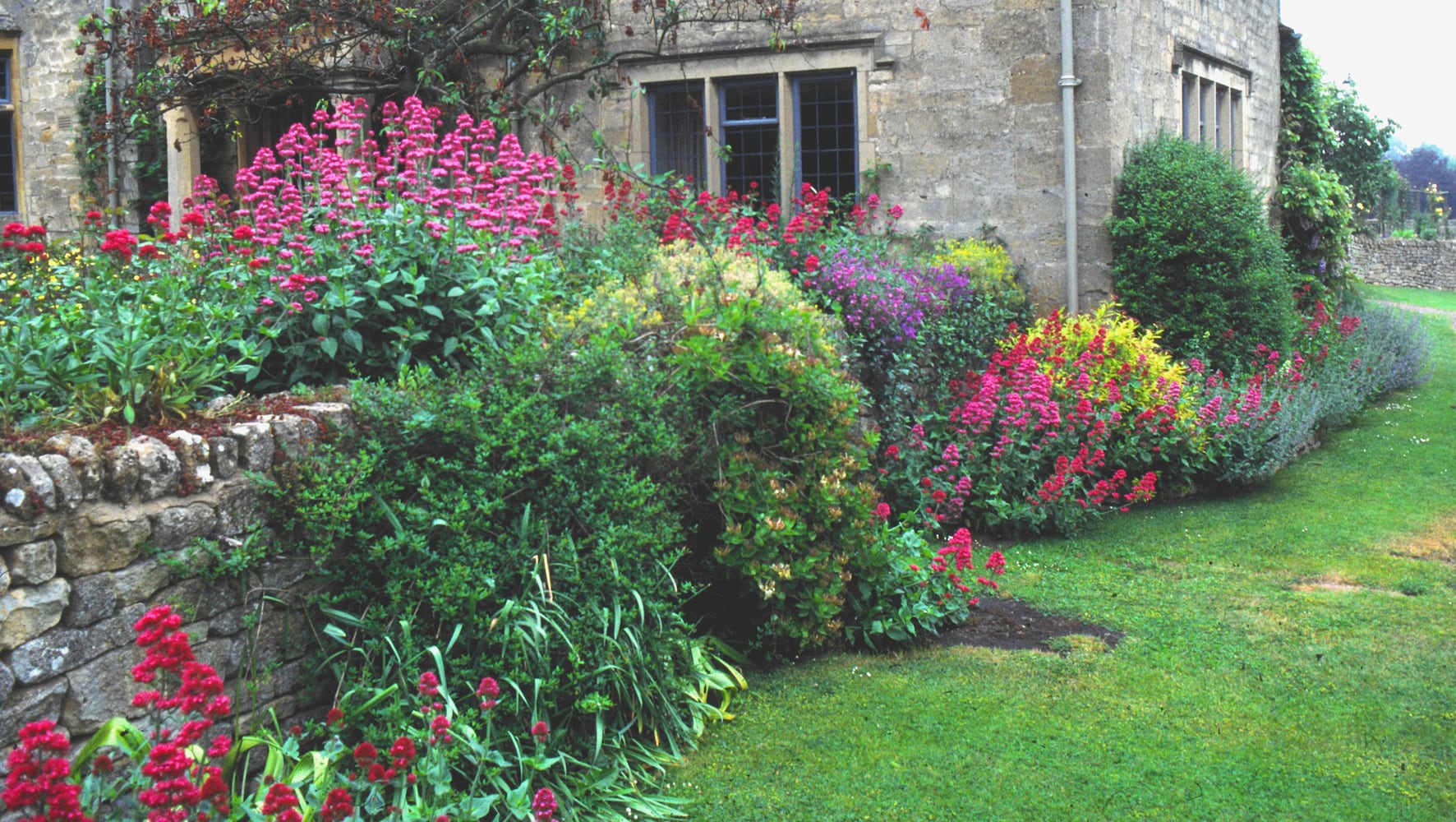 Fall in love with easy-to-grow red valerian