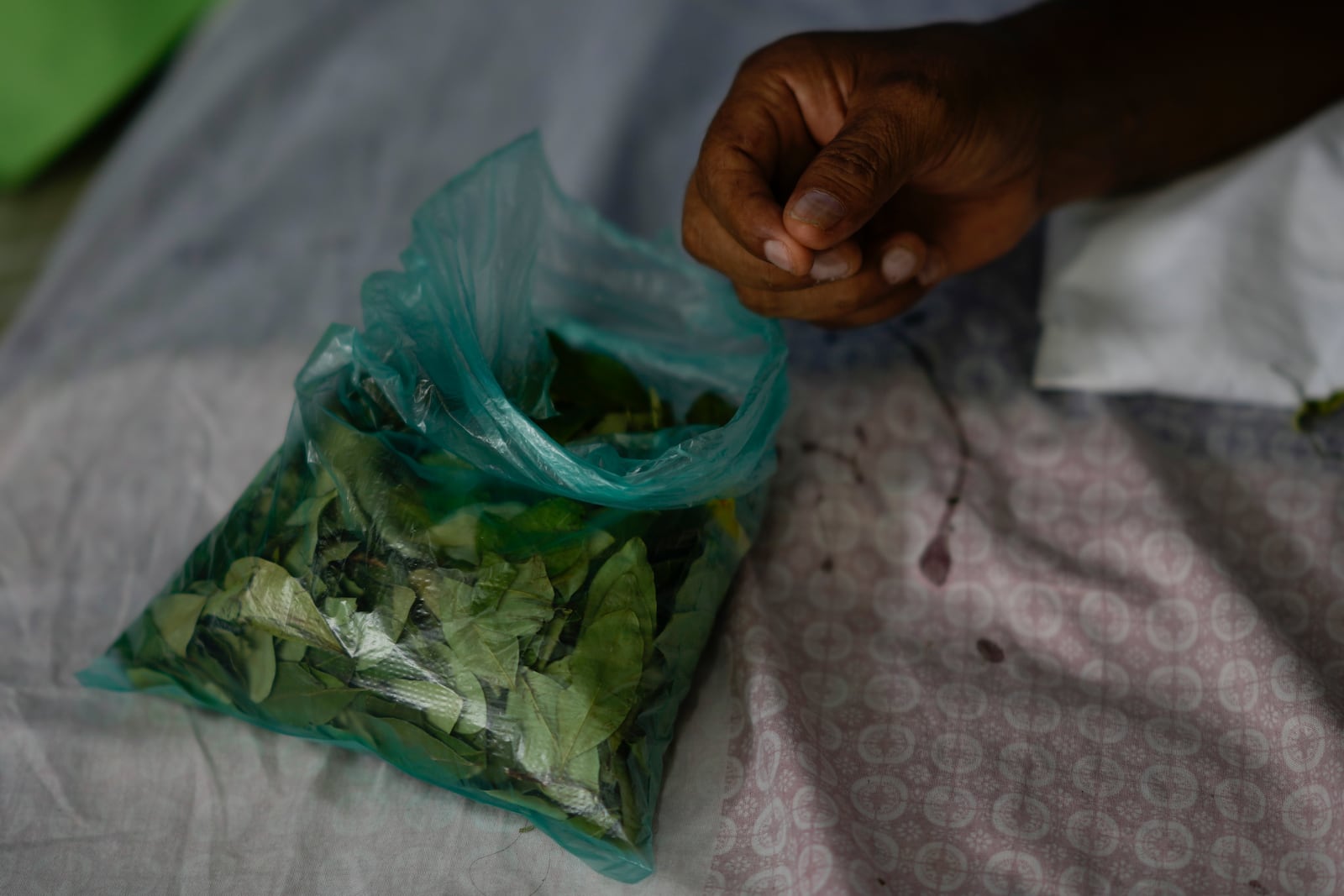 Former Bolivia's President Evo Morales grabs coca leaf in Lauca Ñ, in the Chapare region, Bolivia, Sunday, Nov. 3, 2024, amid an ongoing political conflict with the government of President Luis Arce.(AP Photo/Juan Karita)