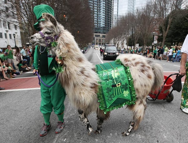 Even the animals participate in Atlanta’s St. Patrick’s Day Parade, showing off their Irish green.