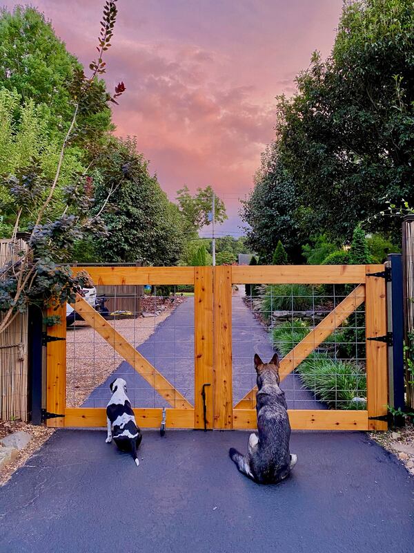 Ace right) waits with his friend Moots for the arrival of their humans. Photo: Humberto Fallas