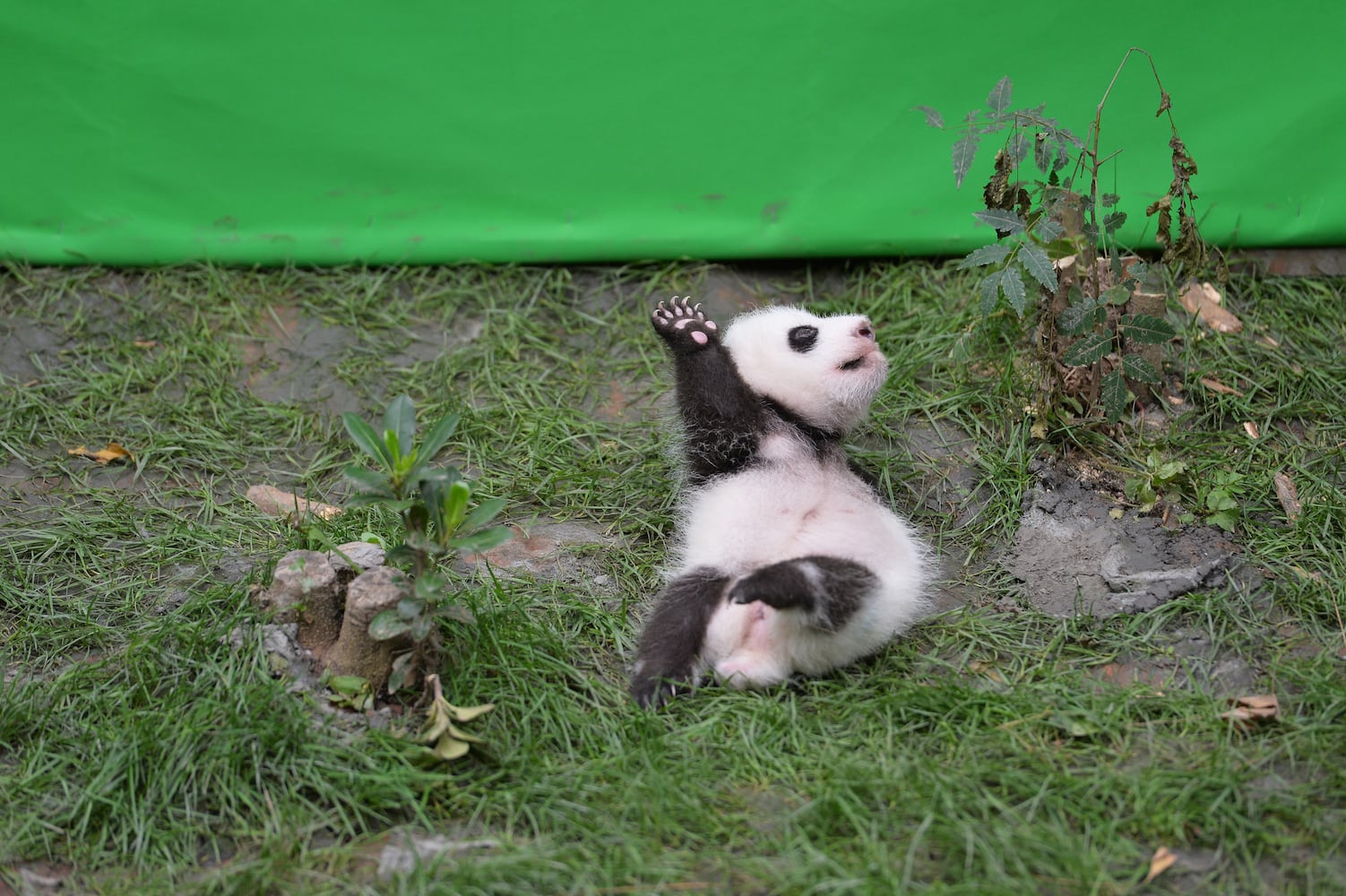 Panda cubs make public debut