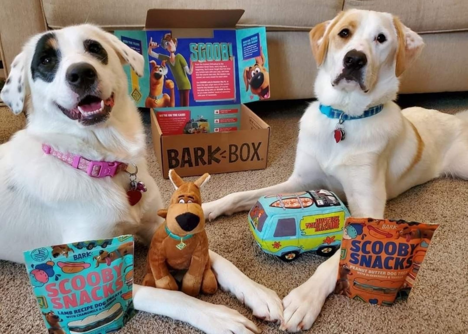 Donovan Head and his wife, Jansen, adopted Brody and Bailey at first lady Marty Kemp’s first pet adoption day in 2019. Now the brother sister due are all grown up and turning five this month. (Courtesy photo)