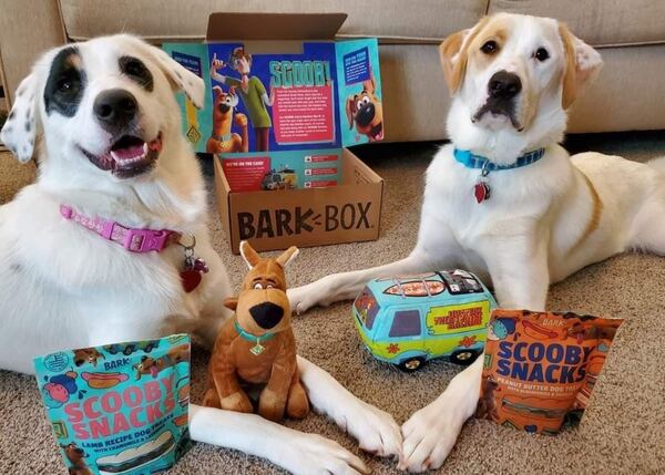 Donovan Head and his wife, Jansen, adopted Brody and Bailey at first lady Marty Kemp’s first pet adoption day in 2019. Now the brother sister due are all grown up and turning five this month. (Courtesy photo)